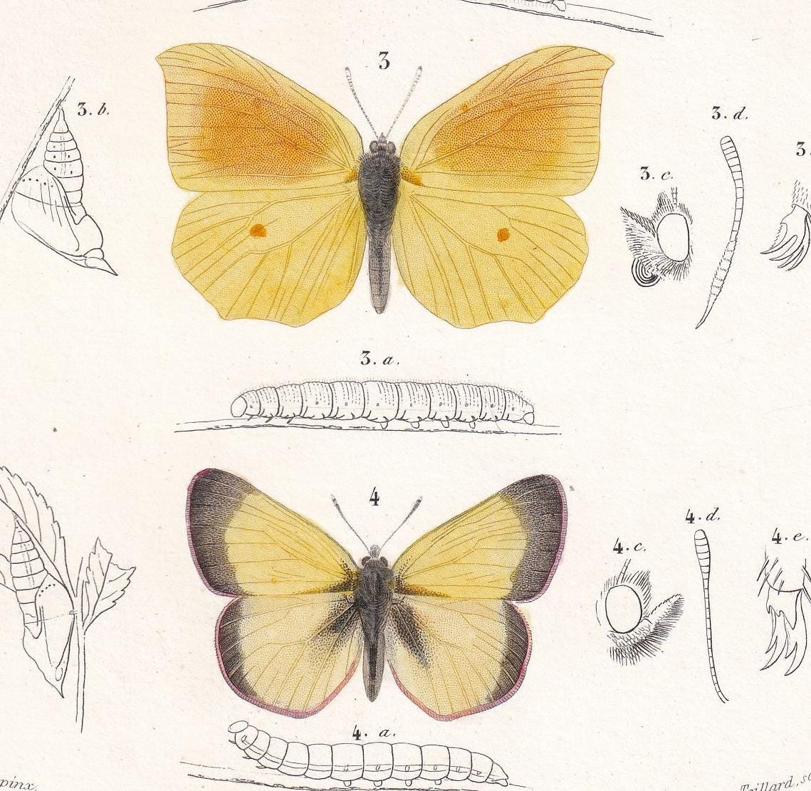 1861 BUTTERFLIES Print - Hand-Coloured Antique Print - Orbigny - Insect Wall Art - Gift Decor - 5.75 x 9.75 Inches