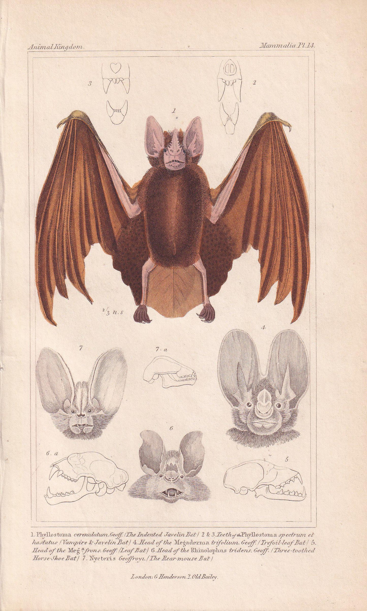1834 FALSE VAMPIRE BAT Print - Hand-Coloured Antique Print - Cuvier - Bat Wall Art - Animal Gift Decor - 5.3 x 8.2 Inches