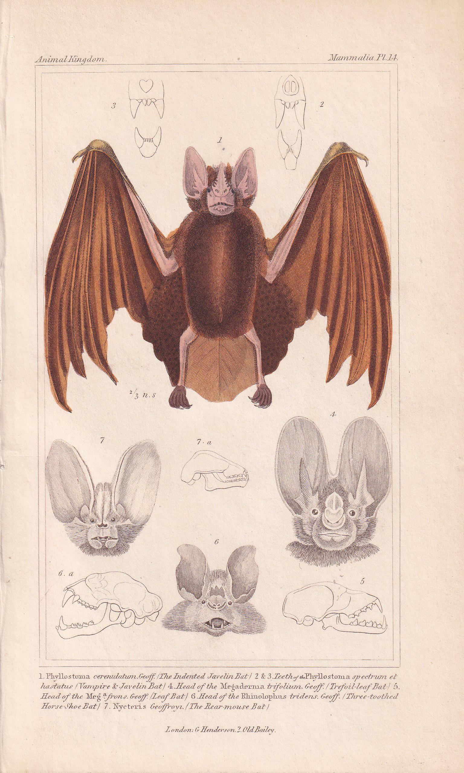 1834 FALSE VAMPIRE BAT Print - Hand-Coloured Antique Print - Cuvier - Bat Wall Art - Animal Gift Decor - 5.3 x 8.2 Inches