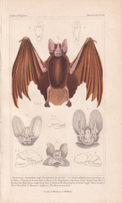 1834 FALSE VAMPIRE BAT Print - Hand-Coloured Antique Print - Cuvier - Bat Wall Art - Animal Gift Decor - 5.3 x 8.2 Inches