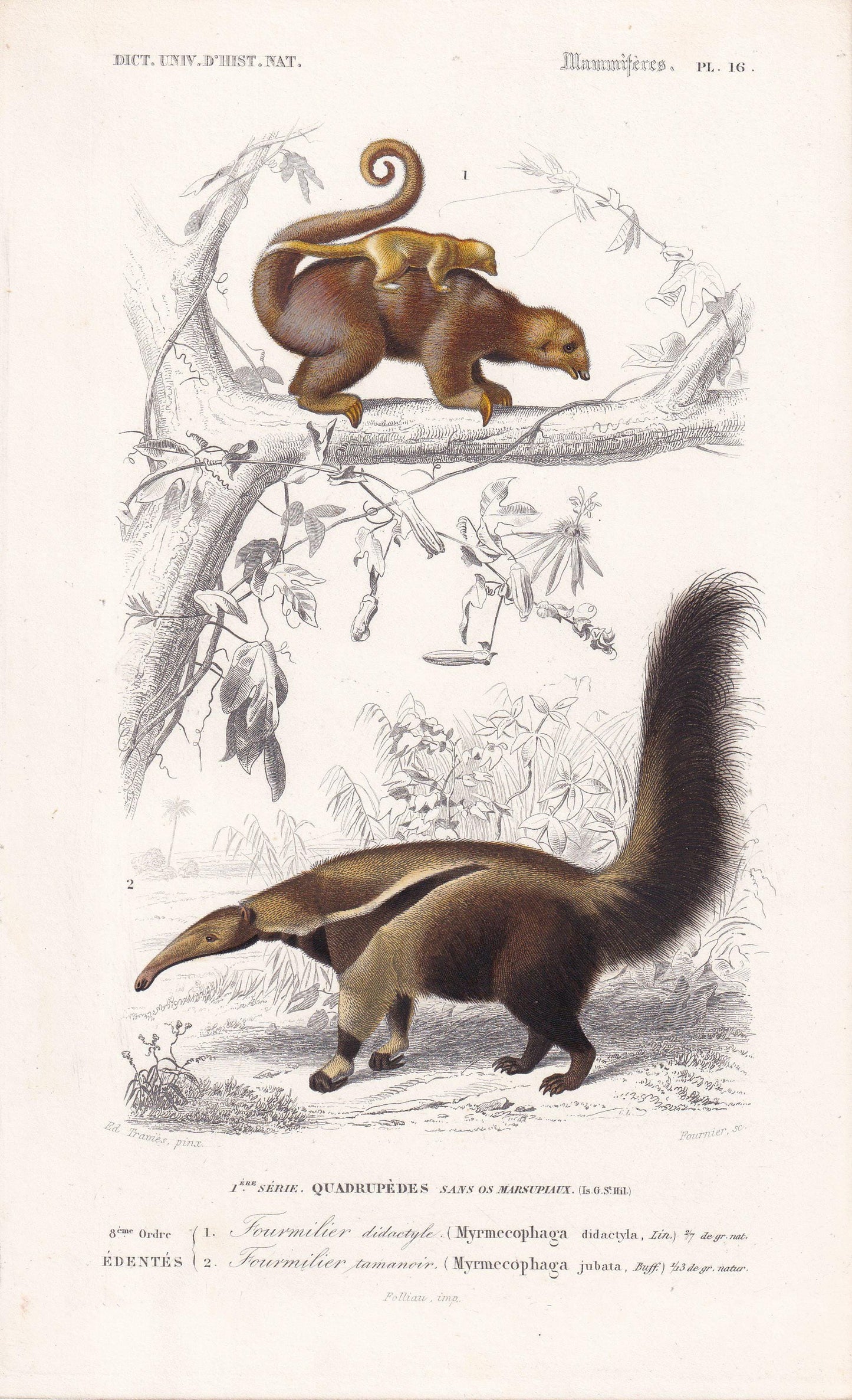 1861 ANTEATER Print - Hand-Coloured Antique Print - Orbigny - Anteater Wall Art - Animal Gift Decor - 5.75 x 9.75 Inches