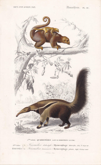 1861 ANTEATER Print - Hand-Coloured Antique Print - Orbigny - Anteater Wall Art - Animal Gift Decor - 5.75 x 9.75 Inches
