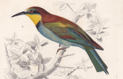 1861 BEE-EATER & TUI Bird Print - Hand-Coloured Antique Print - Orbigny - Bird Wall Art - Animal Gift Decor - 5.75 x 9.75 Inc