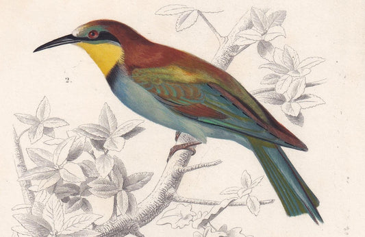 1861 BEE-EATER & TUI Bird Print - Hand-Coloured Antique Print - Orbigny - Bird Wall Art - Animal Gift Decor - 5.75 x 9.75 Inc