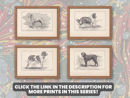 1900 ROUGH BASSET Dog Print - Original Antique Dog Print - R. H. Moore - Dog Wall Art - Dog Lover - Dog Gift - 8.6 x 5.6 Inches
