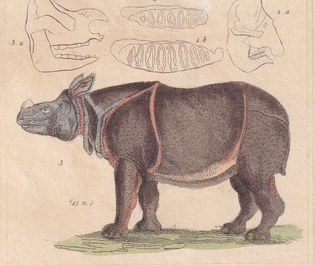 1834 ELEPHANT & INDIAN RHINO Print - Hand-Coloured Antique Print - Cuvier - Animal Wall Art - Animal Gift Decor - 5.3 x 8.2 I