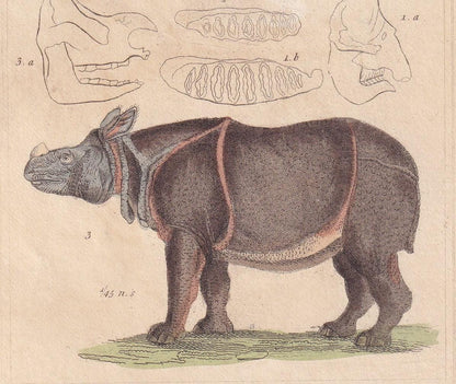 1834 ELEPHANT & INDIAN RHINO Print - Hand-Coloured Antique Print - Cuvier - Animal Wall Art - Animal Gift Decor - 5.3 x 8.2 I