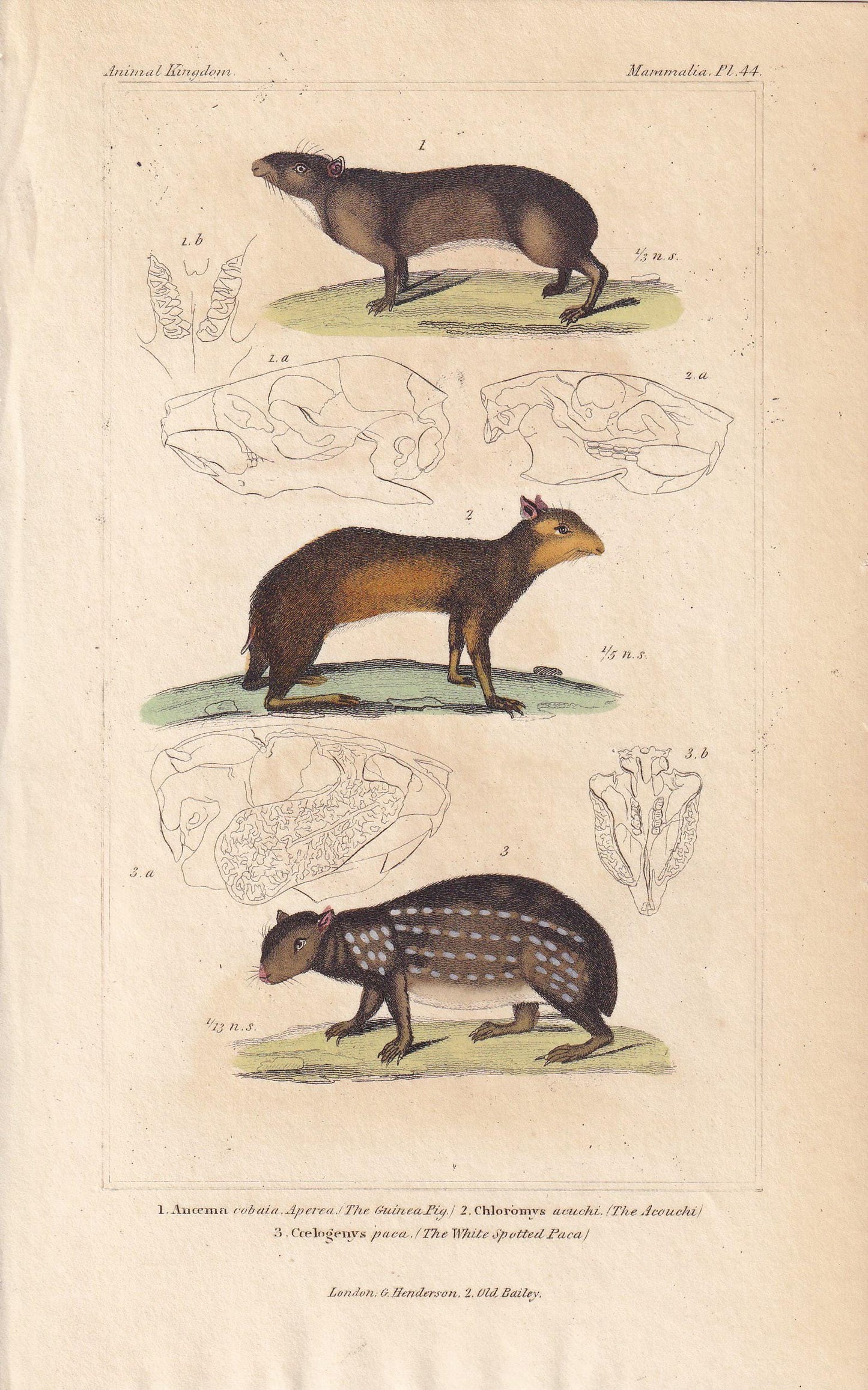 1834 GUINEA PIG, ACOUCHI & Paca Print - Hand-Coloured Antique Print - Cuvier - Animal Wall Art - Animal Gift Decor - 5.3 x 8.2 Inches