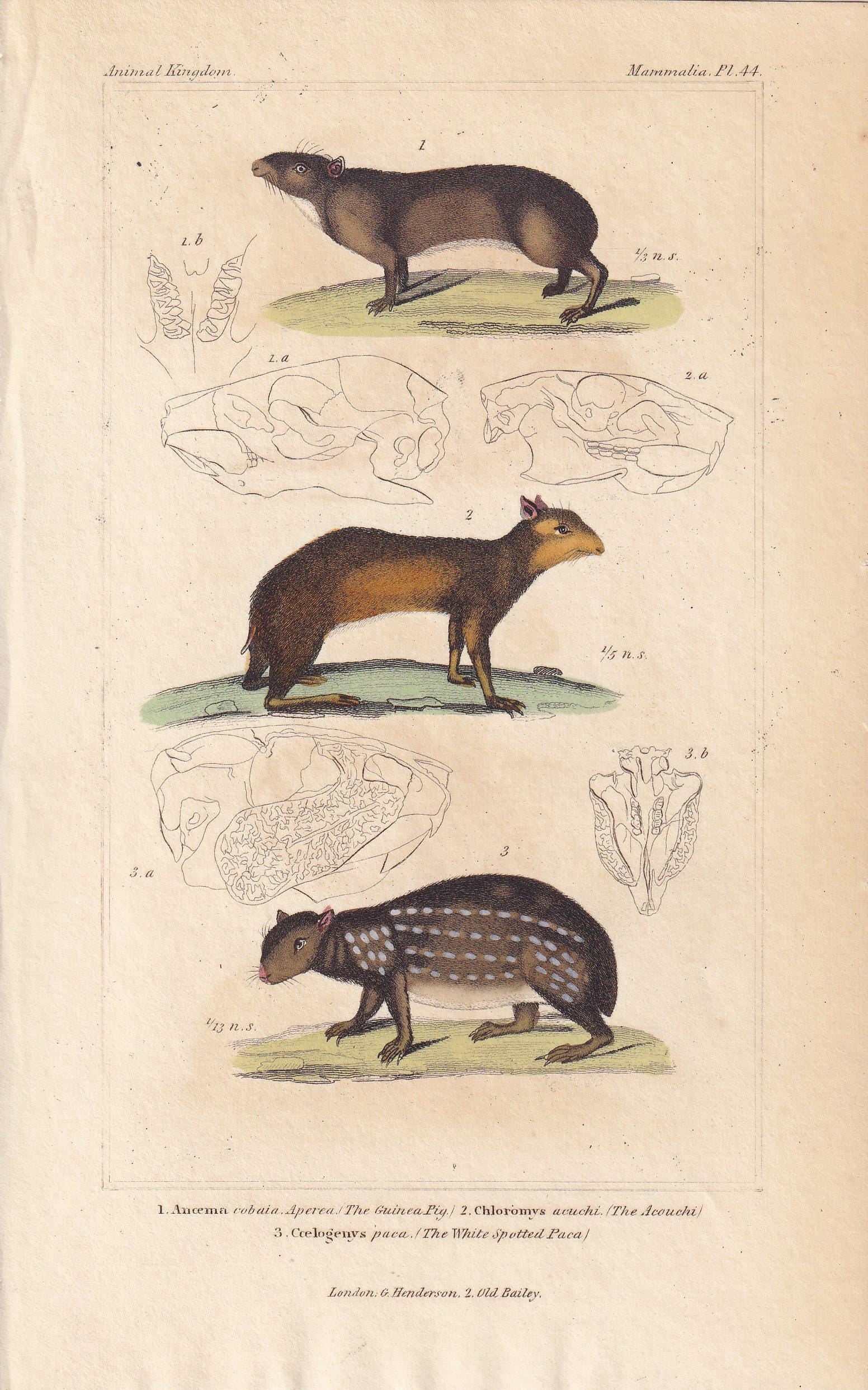 1834 GUINEA PIG, ACOUCHI & Paca Print - Hand-Coloured Antique Print - Cuvier - Animal Wall Art - Animal Gift Decor - 5.3 x 8.2 Inches