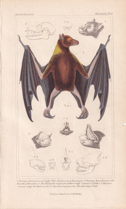 1834 ROUSETTE BAT Print - Hand-Coloured Antique Print - Cuvier - Bat Wall Art - Animal Gift Decor - 5.3 x 8.2 Inches
