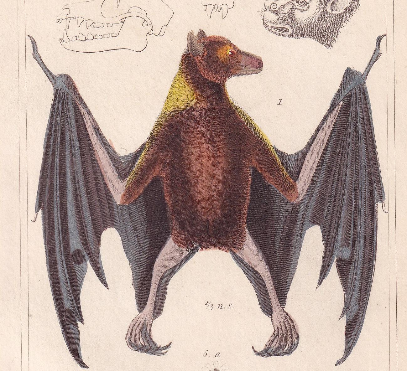 1834 ROUSETTE BAT Print - Hand-Coloured Antique Print - Cuvier - Bat Wall Art - Animal Gift Decor - 5.3 x 8.2 Inches