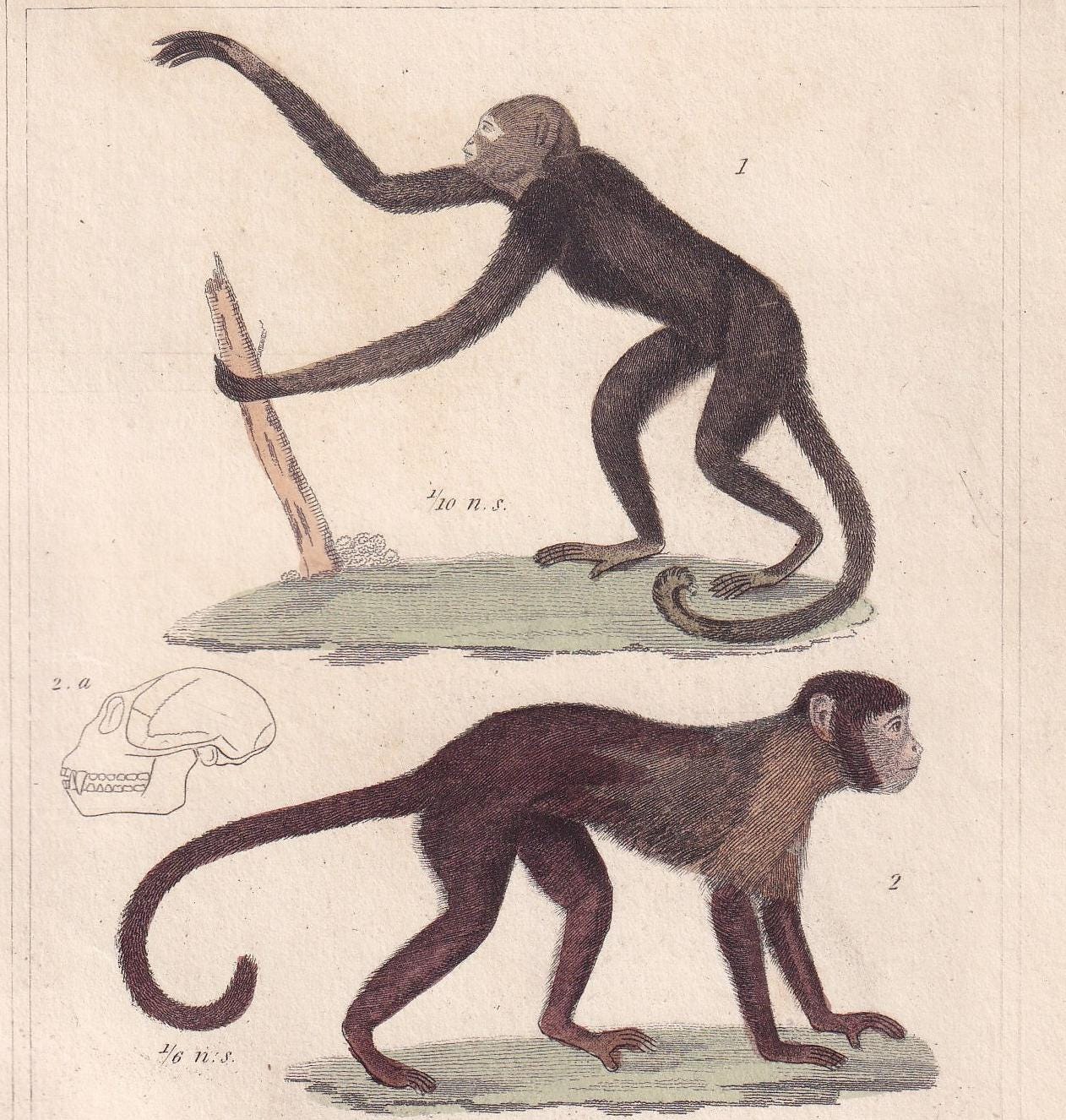 1834 CAPUCHIN & SAKI MONKEY Print - Hand-Coloured Antique Print - Cuvier - Animal Wall Art - Monkey Gift Decor - 5.3 x 8.2 Inches