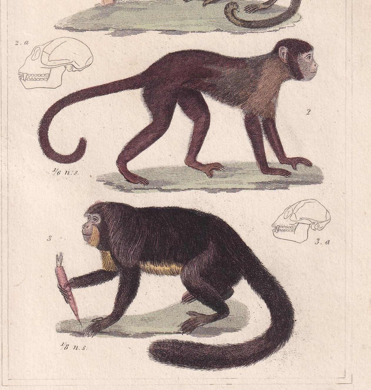 1834 CAPUCHIN & SAKI MONKEY Print - Hand-Coloured Antique Print - Cuvier - Animal Wall Art - Monkey Gift Decor - 5.3 x 8.2 Inches