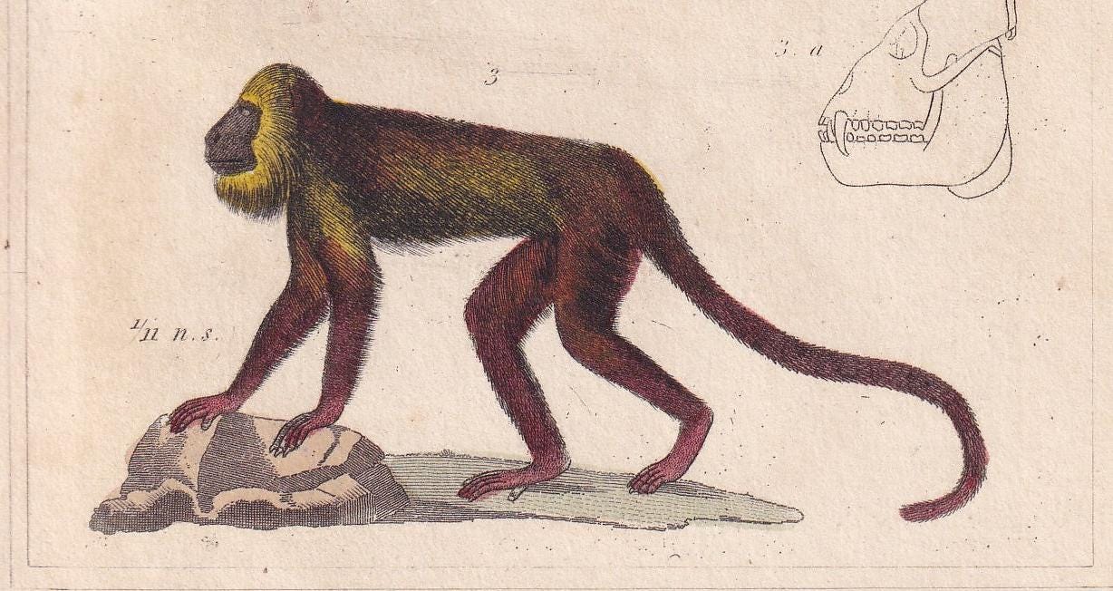 1834 BABOON, MANDRIL & Red Howler Monkey Print - Hand-Coloured Antique Print - Cuvier - Animal Wall Art - Gift Decor - 5.3 x 8.2 Inches