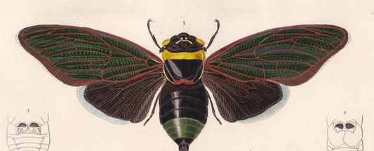 1861 CICADA Print - Hand-Coloured Antique Print - Orbigny - Insect Wall Art - Gift Decor - 5.75 x 9.75 Inches