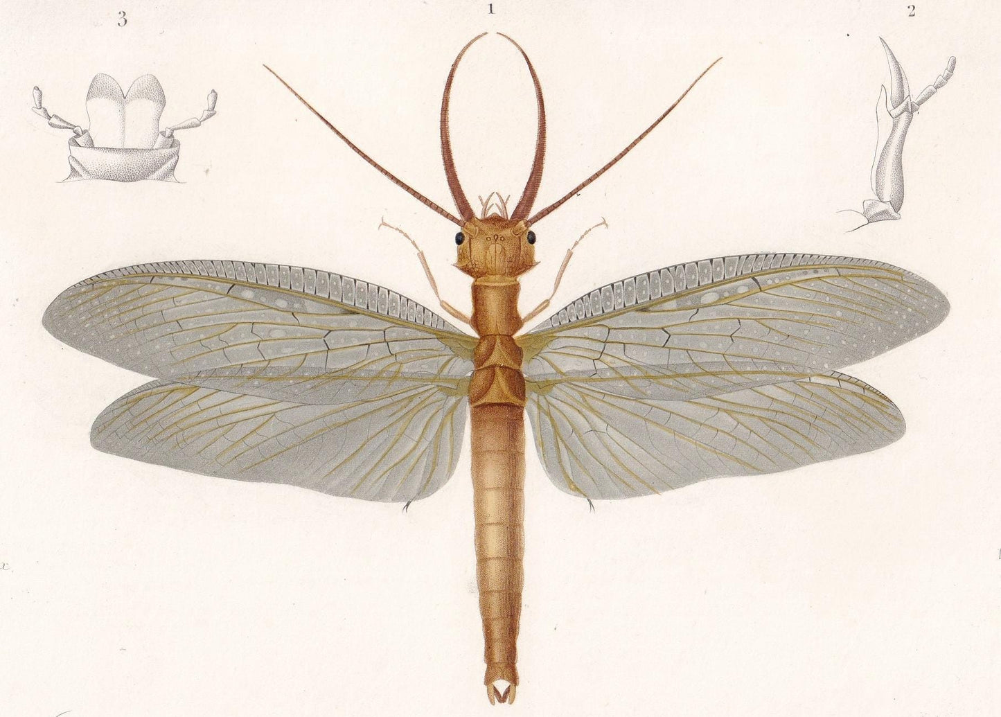 1861 DOBSONFLY Print - Hand-Coloured Antique Print - Orbigny - Insect Wall Art - Gift Decor - 5.75 x 9.75 Inches