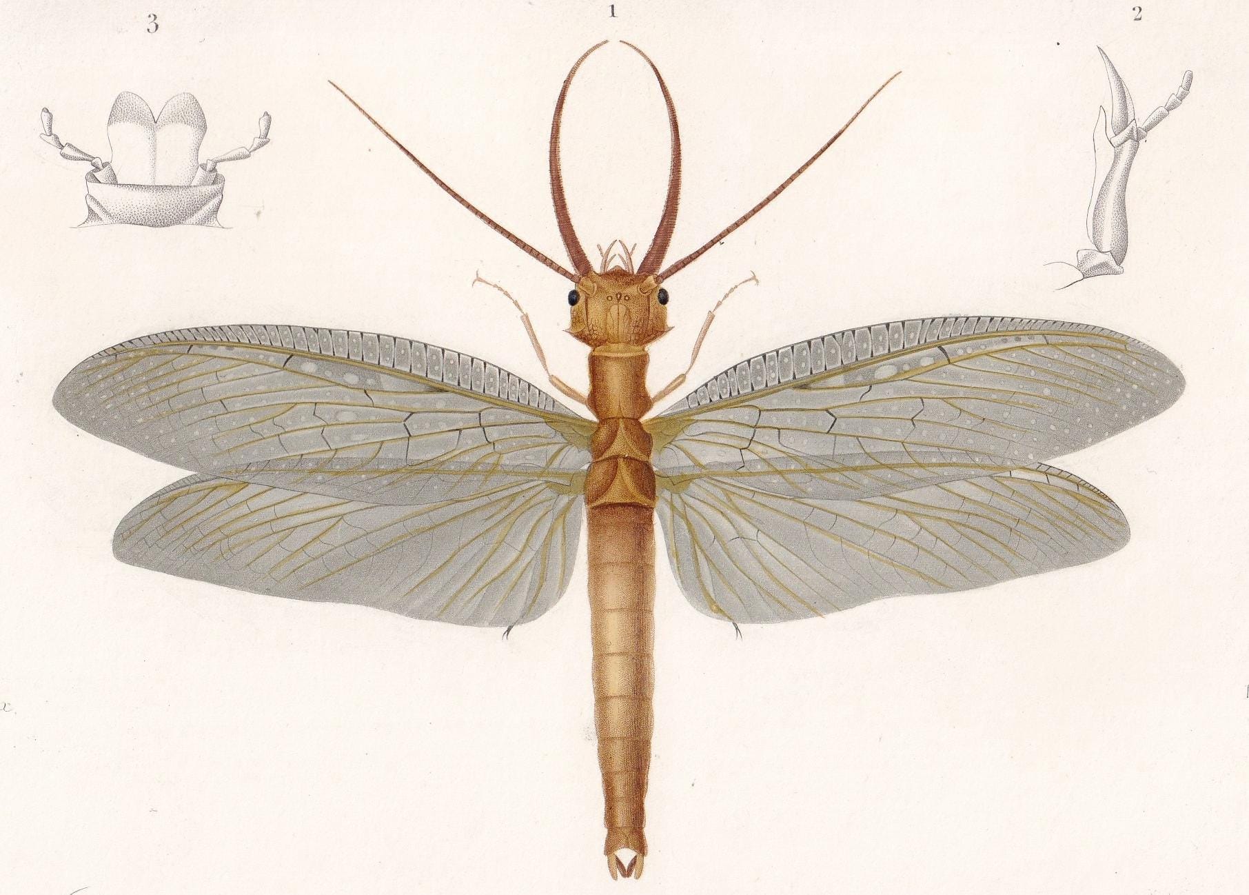 1861 DOBSONFLY Print - Hand-Coloured Antique Print - Orbigny - Insect Wall Art - Gift Decor - 5.75 x 9.75 Inches