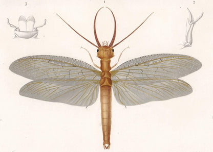 1861 DOBSONFLY Print - Hand-Coloured Antique Print - Orbigny - Insect Wall Art - Gift Decor - 5.75 x 9.75 Inches