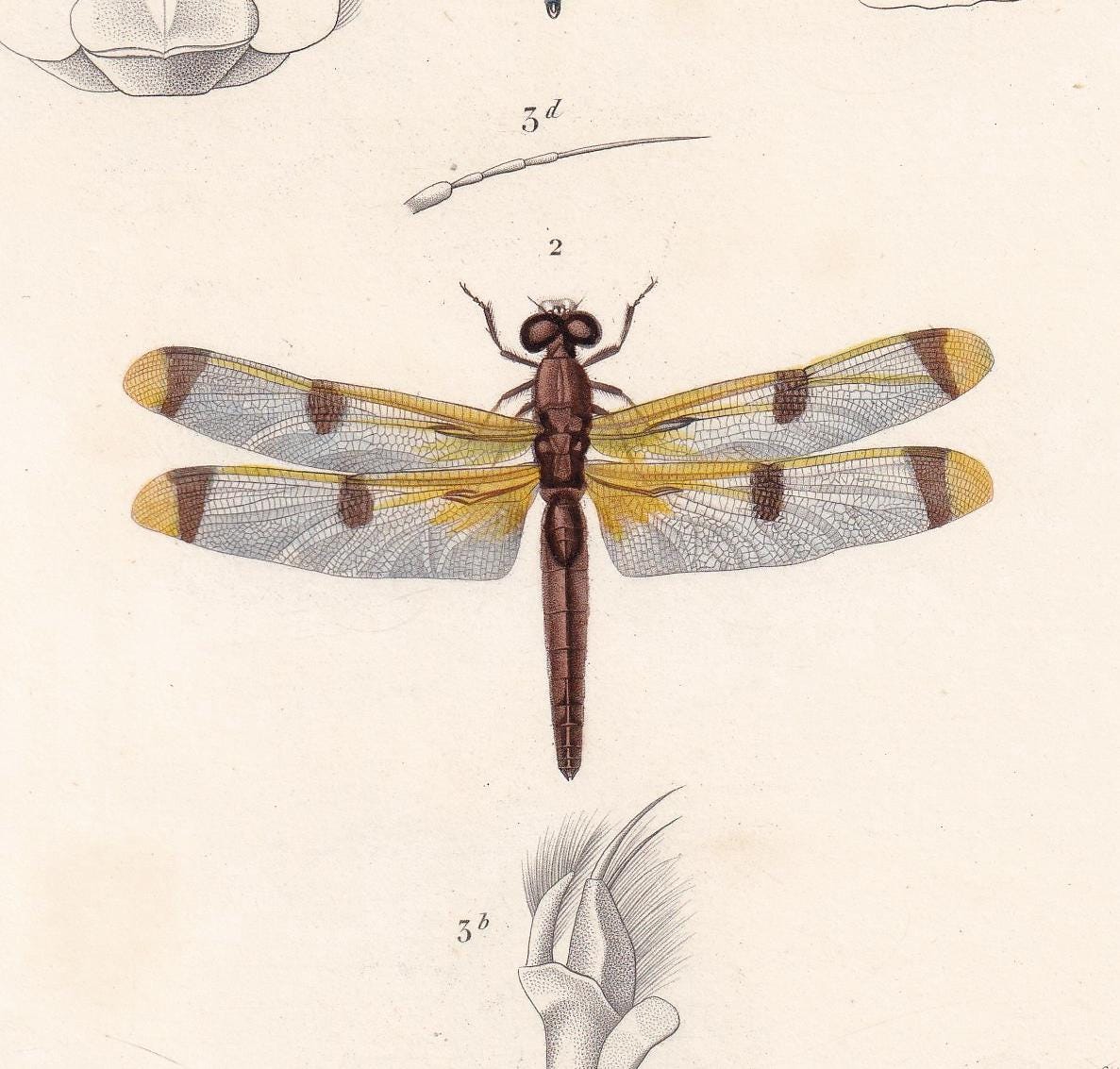 1861 DRAGONFLY Print - Hand-Coloured Antique Print - Orbigny - Insect Art - Gift Decor - 5.75 x 9.75 Inches