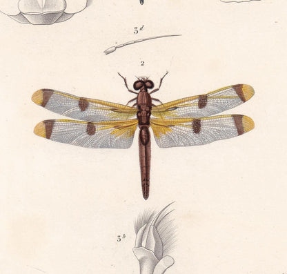 1861 DRAGONFLY Print - Hand-Coloured Antique Print - Orbigny - Insect Art - Gift Decor - 5.75 x 9.75 Inches