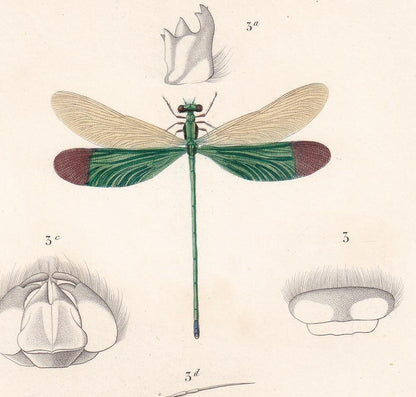 1861 DRAGONFLY Print - Hand-Coloured Antique Print - Orbigny - Insect Art - Gift Decor - 5.75 x 9.75 Inches