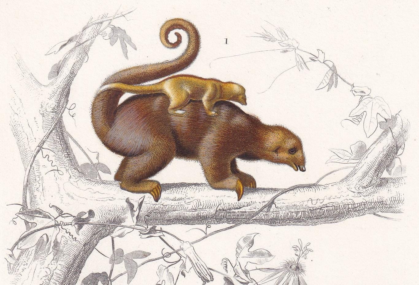 1861 ANTEATER Print - Hand-Coloured Antique Print - Orbigny - Anteater Wall Art - Animal Gift Decor - 5.75 x 9.75 Inches