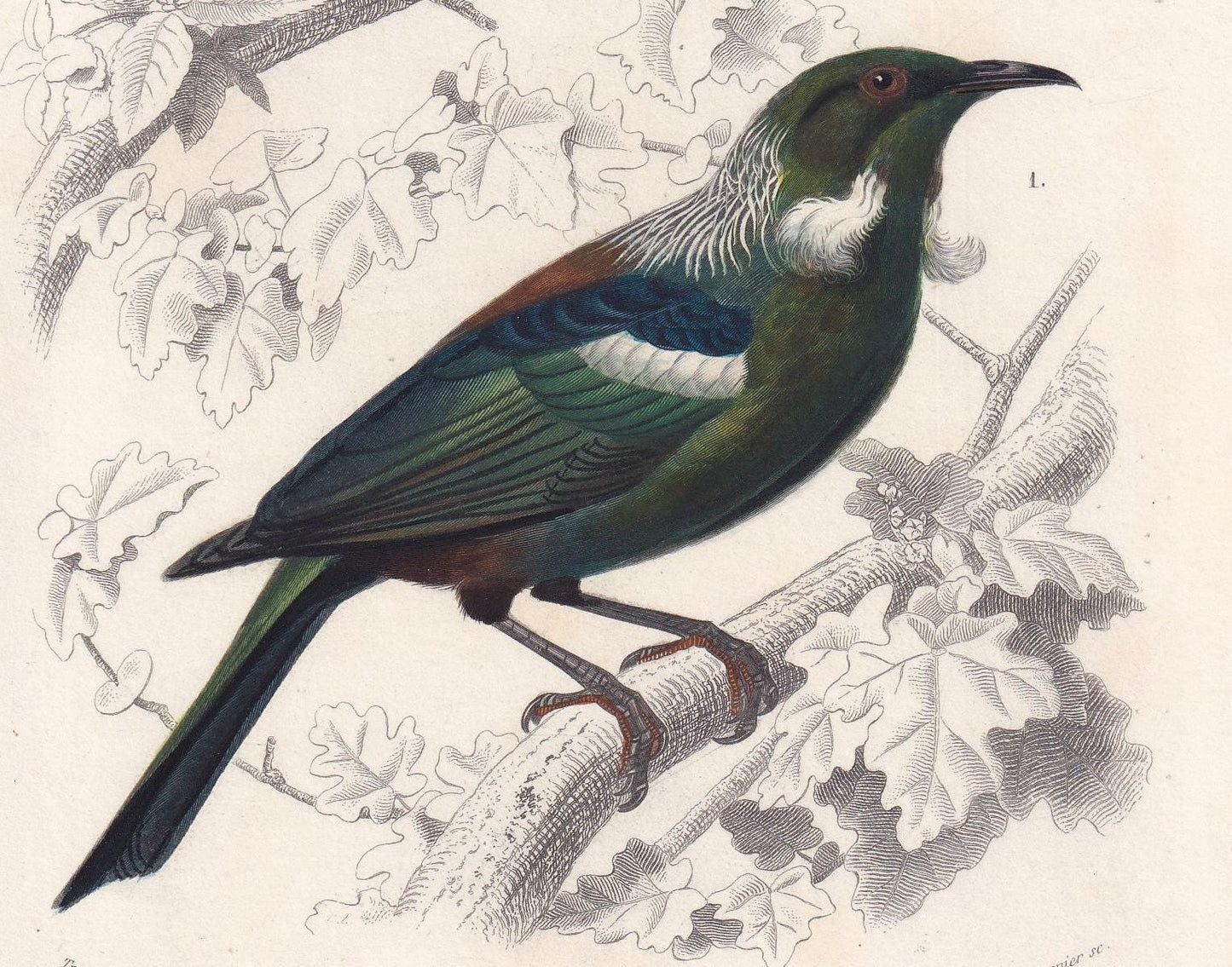 1861 BEE-EATER & TUI Bird Print - Hand-Coloured Antique Print - Orbigny - Bird Wall Art - Animal Gift Decor - 5.75 x 9.75 Inc