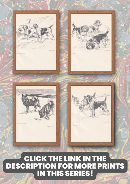 1938 BLOODHOUND DOG Print - Original Antique Dog Print - Vernon Stokes - Dog Wall Art - Dog Gift - 9.75 x 7.15 Inches