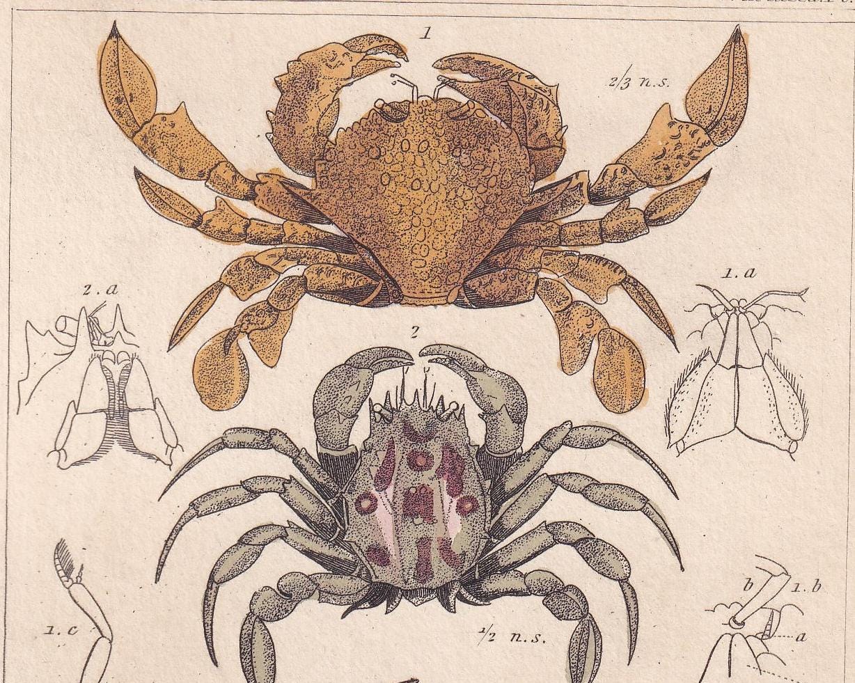 1834 CRABS Print - Hand-Coloured Antique Print - Cuvier - Animal Wall Art - Sea Life Gift Decor - Ocean Crab Lithograph - 5.3