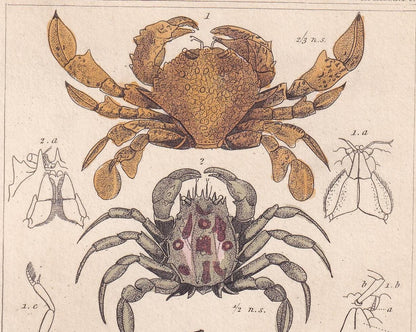 1834 CRABS Print - Hand-Coloured Antique Print - Cuvier - Animal Wall Art - Sea Life Gift Decor - Ocean Crab Lithograph - 5.3