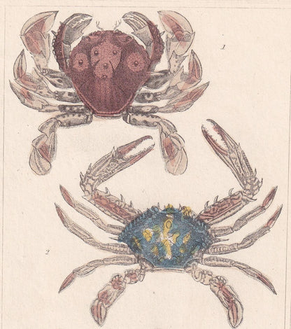 1834 CRABS Print - Hand-Coloured Antique Print - Cuvier - Animal Wall Art - Sea Life Gift Decor - Ocean Crab Lithograph - 5.3