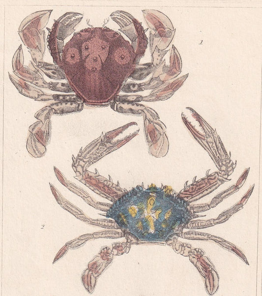 1834 CRABS Print - Hand-Coloured Antique Print - Cuvier - Animal Wall Art - Sea Life Gift Decor - Ocean Crab Lithograph - 5.3