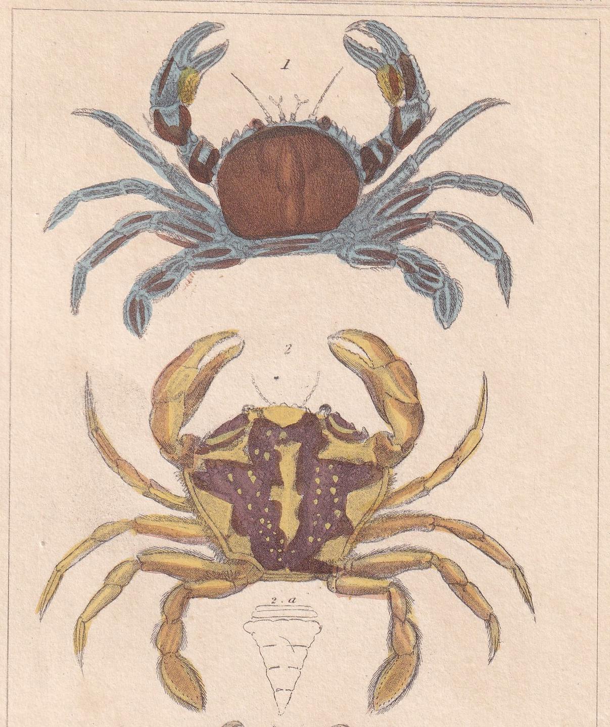 1834 CRABS Print - Hand-Coloured Antique Print - Cuvier - Animal Wall Art - Sea Life Gift Decor - Ocean Crab Lithograph - 5.3