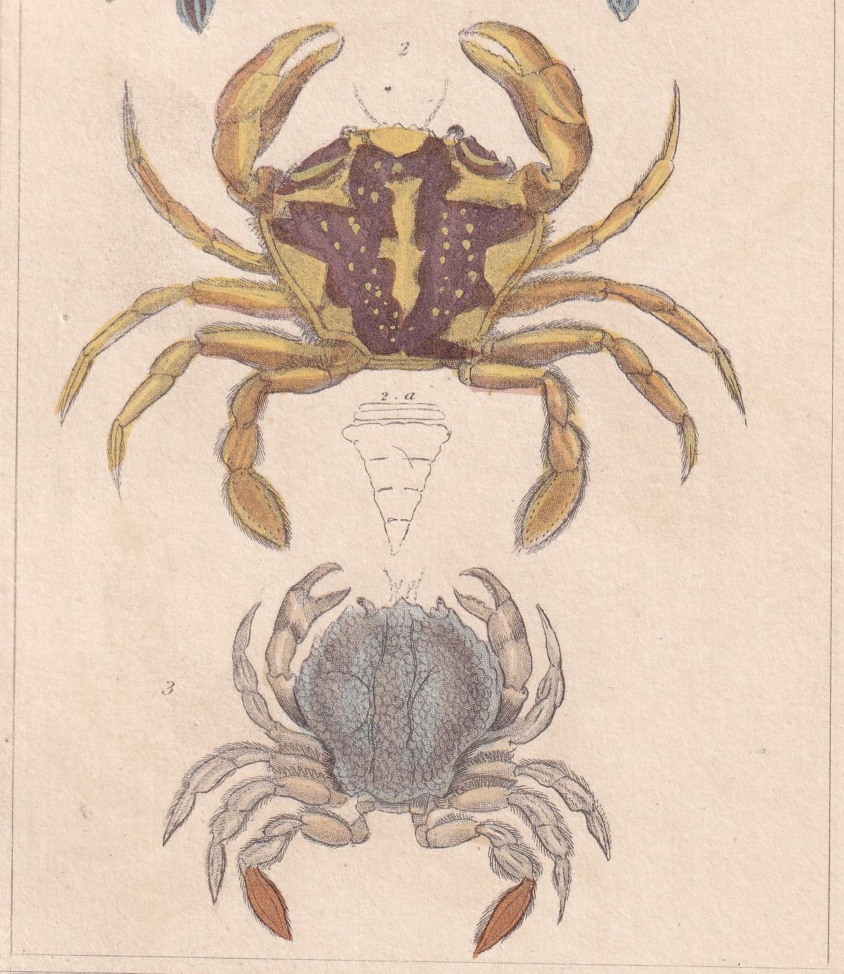 1834 CRABS Print - Hand-Coloured Antique Print - Cuvier - Animal Wall Art - Sea Life Gift Decor - Ocean Crab Lithograph - 5.3