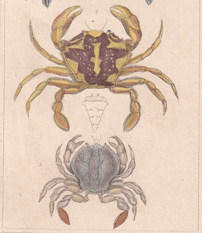1834 CRABS Print - Hand-Coloured Antique Print - Cuvier - Animal Wall Art - Sea Life Gift Decor - Ocean Crab Lithograph - 5.3