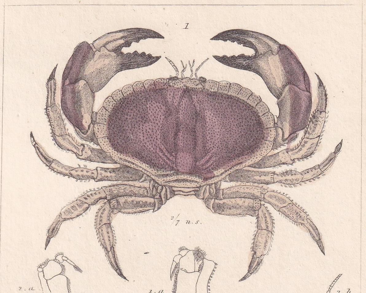 1834 CRABS Print - Hand-Coloured Antique Print - Cuvier - Animal Wall Art - Sea Life Gift Decor - Ocean Crab Lithograph - 5.3