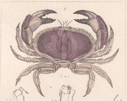 1834 CRABS Print - Hand-Coloured Antique Print - Cuvier - Animal Wall Art - Sea Life Gift Decor - Ocean Crab Lithograph - 5.3
