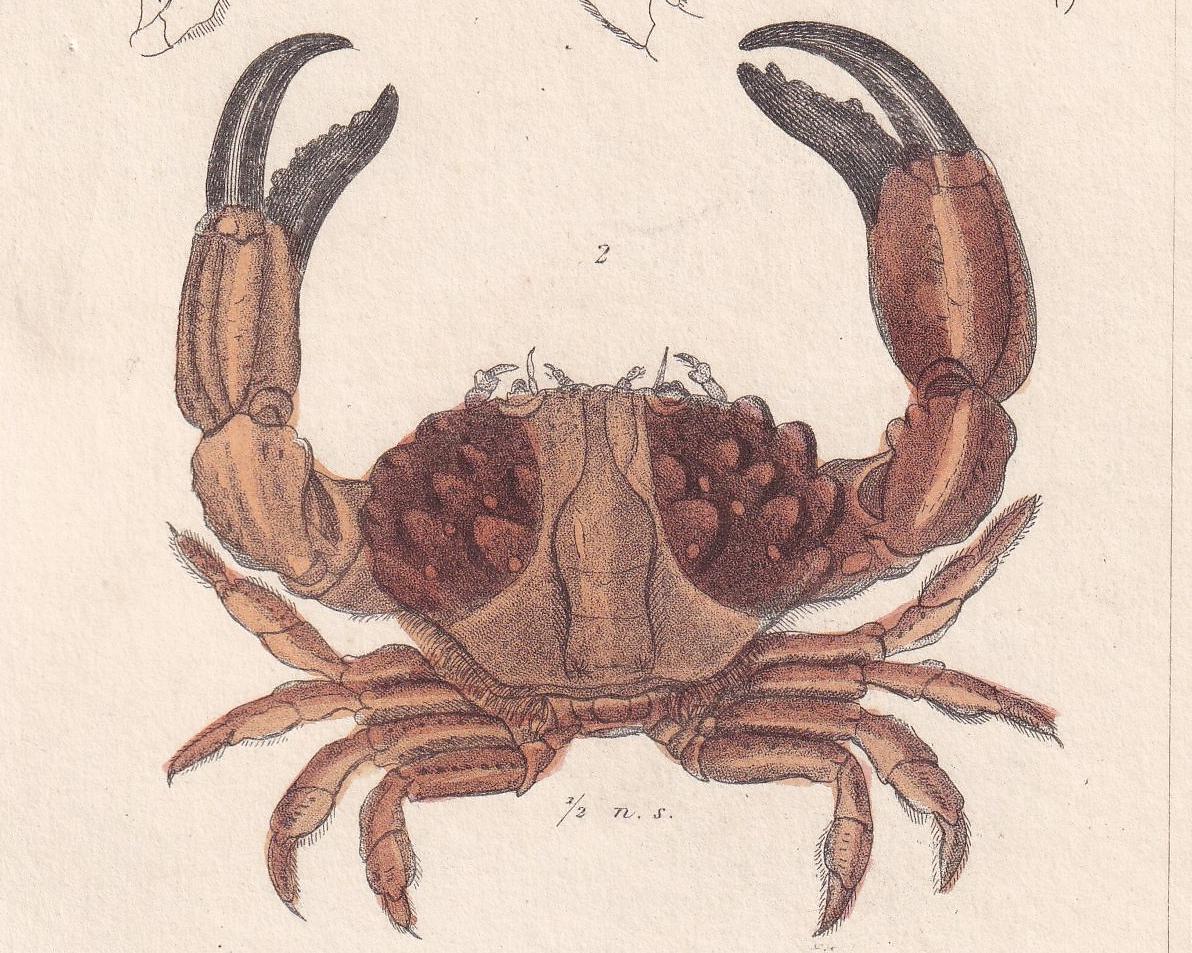 1834 CRABS Print - Hand-Coloured Antique Print - Cuvier - Animal Wall Art - Sea Life Gift Decor - Ocean Crab Lithograph - 5.3