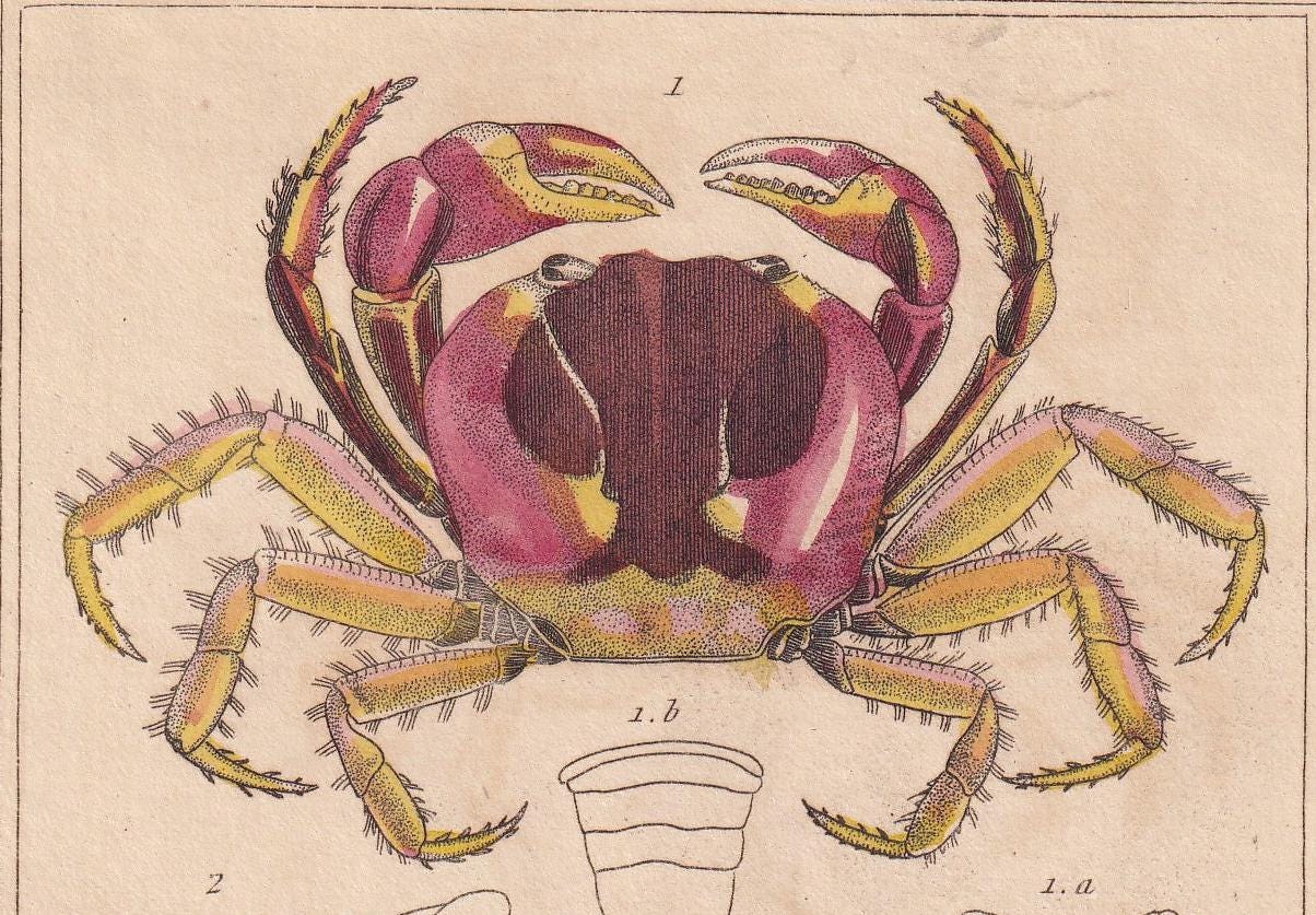 1834 CRABS Print - Hand-Coloured Antique Print - Cuvier - Animal Wall Art - Sea Life Gift Decor - Ocean Crab Lithograph - 5.3