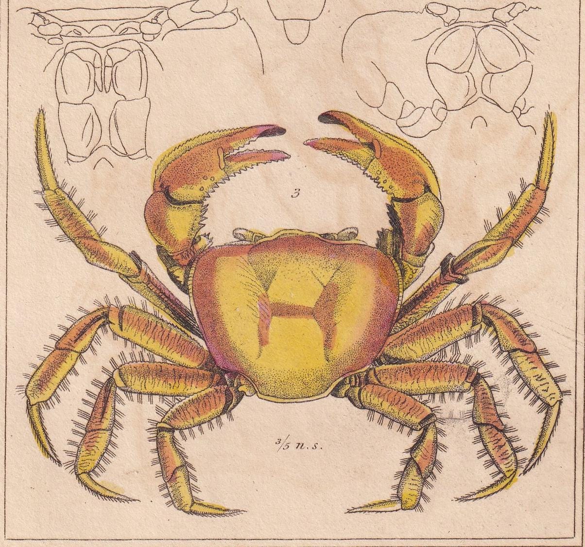 1834 CRABS Print - Hand-Coloured Antique Print - Cuvier - Animal Wall Art - Sea Life Gift Decor - Ocean Crab Lithograph - 5.3