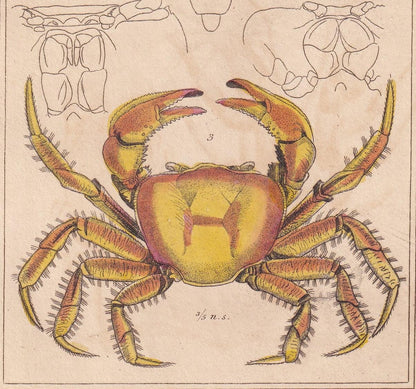 1834 CRABS Print - Hand-Coloured Antique Print - Cuvier - Animal Wall Art - Sea Life Gift Decor - Ocean Crab Lithograph - 5.3