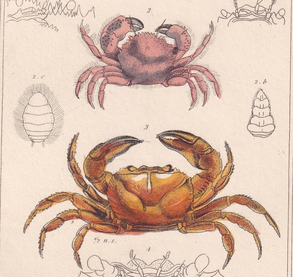 1834 CRABS Print - Hand-Coloured Antique Print - Cuvier - Animal Wall Art - Sea Life Gift Decor - Ocean Crab Lithograph - 5.3