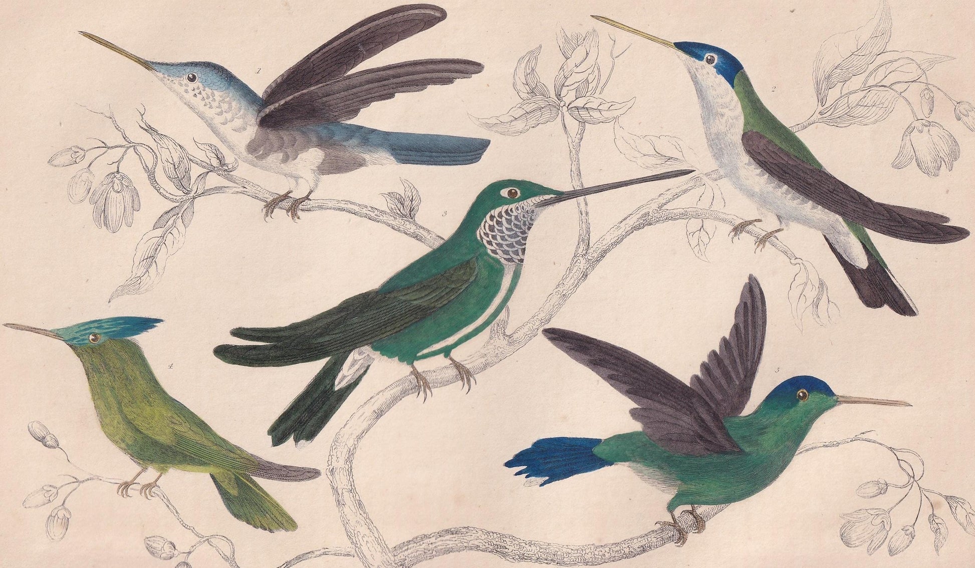 1850 HUMMINGBIRD Print - Original Hand-Coloured Engraving - Bird Wall Art - Antique Bird Print - Hummingbird Decor - 10 x 6.4 Inches