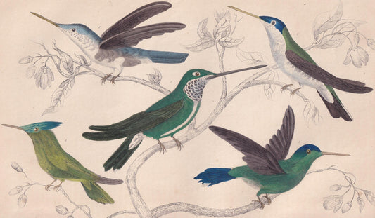 1850 HUMMINGBIRD Print - Original Hand-Coloured Engraving - Bird Wall Art - Antique Bird Print - Hummingbird Decor - 10 x 6.4 Inches