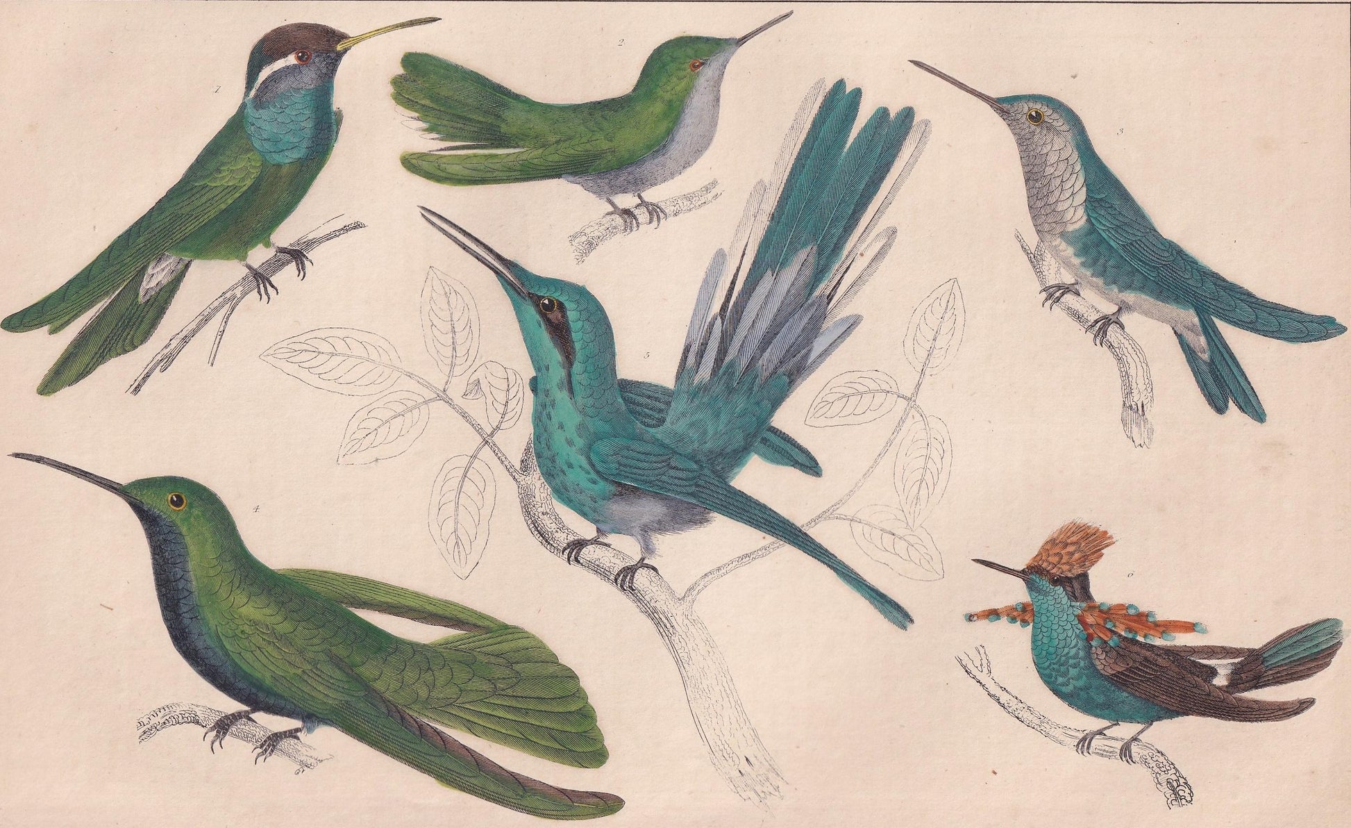 1850 HUMMINGBIRD Print - Original Hand-Coloured Engraving - Bird Wall Art - Antique Bird Print - Hummingbird Decor - 10 x 6.4 Inches