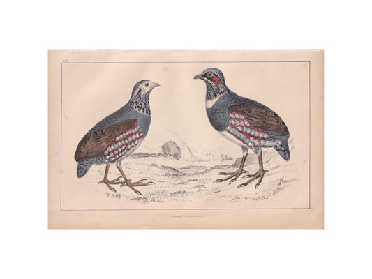 1850 QUAIL & PARTRIDGE Print - Original Hand-Coloured Engraving - Bird Wall Art - Antique Bird Print - Game Bird Decor - 10 x 6.4 Inches