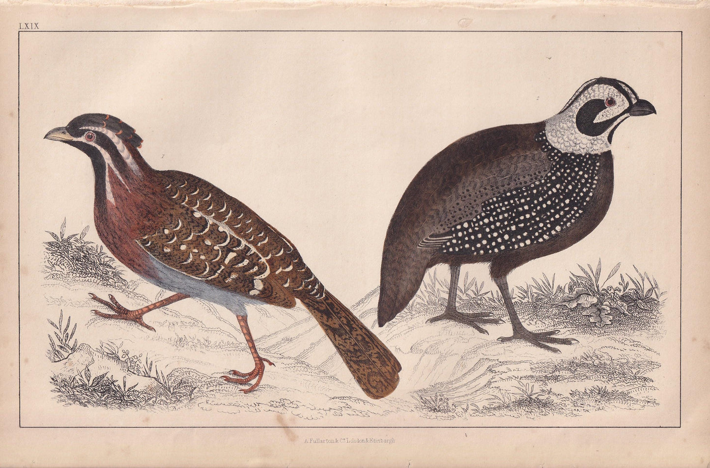 1850 QUAIL Print - Original Hand-Coloured Engraving - Bird Wall Art - Antique Bird Print - Game Bird Decor - 10 x 6.4 Inches