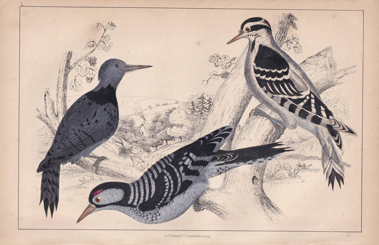 1850 WOODPECKER Print - Original Hand-Coloured Engraving - Bird Wall Art - Antique Bird Print - Woodpecker Decor - 10 x 6.4 Inches