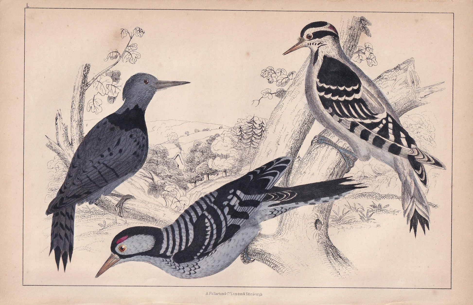 1850 WOODPECKER Print - Original Hand-Coloured Engraving - Bird Wall Art - Antique Bird Print - Woodpecker Decor - 10 x 6.4 Inches