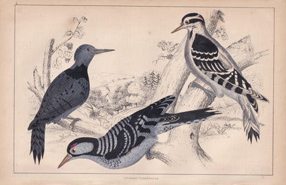 1850 WOODPECKER Print - Original Hand-Coloured Engraving - Bird Wall Art - Antique Bird Print - Woodpecker Decor - 10 x 6.4 Inches